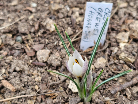 Crocus crewei